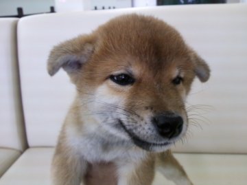 柴犬(標準サイズ)【北海道・男の子・2013年8月10日・赤】の写真「現在の体重760g！小振りです☆」