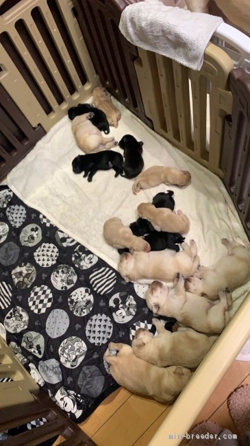 池田研司ブリーダーのブログ：2匹のお母さんが！15匹産みました